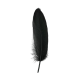 PLUMA NEGRA