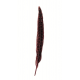 PLUMA ROJA