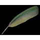 PLUMA AZUL