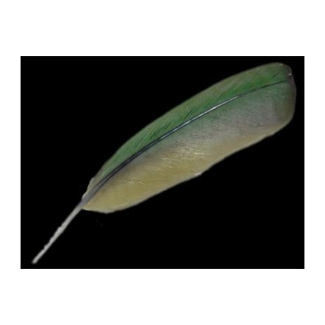 PLUMA AZUL