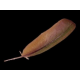 PLUMA VERDE