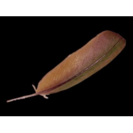 PLUMA VERDE