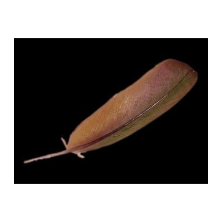 PLUMA VERDE