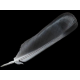 PLUMA ROJA