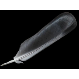 PLUMA ROJA