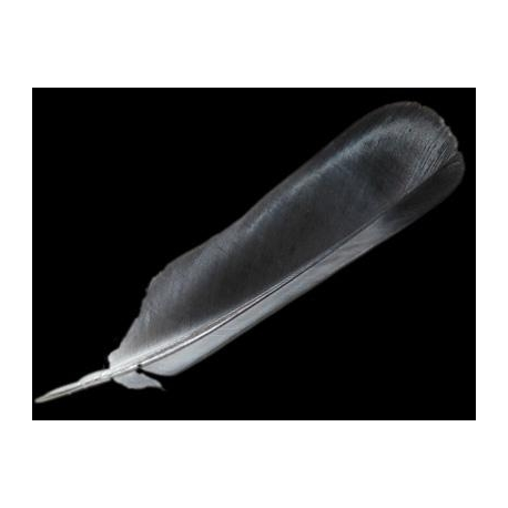 PLUMA ROJA