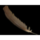 PLUMA NEGRA