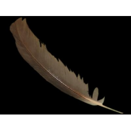 PLUMA NEGRA