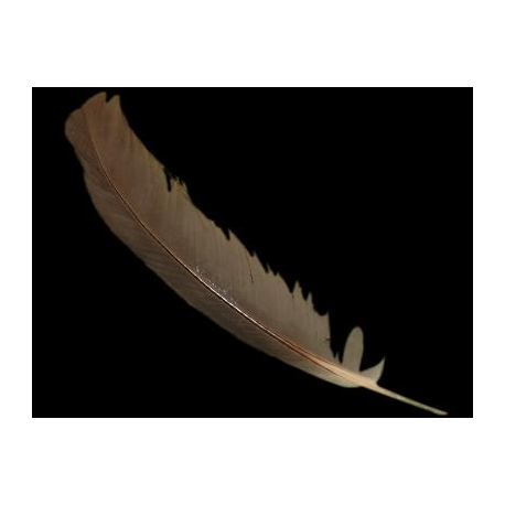 PLUMA NEGRA